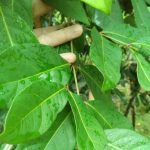 Pohon Salam: Simbol Keteduhan, Ini Kaitan Dengan Weton Kliwon