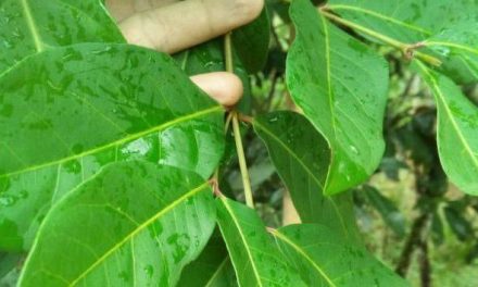 Pohon Salam: Simbol Keteduhan, Ini Kaitan Dengan Weton Kliwon