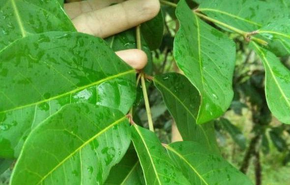 Pohon Salam: Simbol Keteduhan, Ini Kaitan Dengan Weton Kliwon