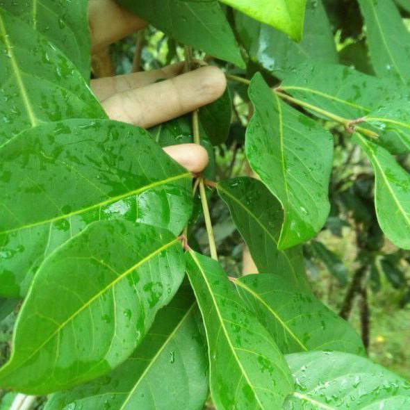 Pohon Salam: Simbol Keteduhan, Ini Kaitan Dengan Weton Kliwon